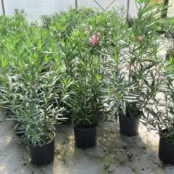 Roze Oleander (Nerium Oleander) -Tuin Vormen Verkoopwinkel nerium 60 80