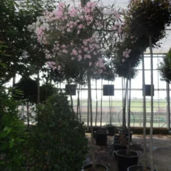 Oleander Als Boom (Nerium Oleander) -Tuin Vormen Verkoopwinkel nerium oleander 10 12 14ho c70