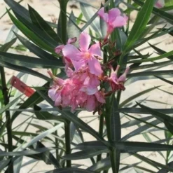 Roze Oleander (Nerium Oleander) -Tuin Vormen Verkoopwinkel nerium roze