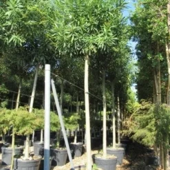 Oleander Als Boom (Nerium Oleander) -Tuin Vormen Verkoopwinkel nerium stam