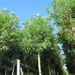 Oleander Als Boom (Nerium Oleander) -Tuin Vormen Verkoopwinkel nerium stam 2