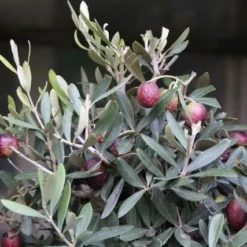 Olijf Als Struik (Olea Europaea) -Tuin Vormen Verkoopwinkel olea europaea 1 1