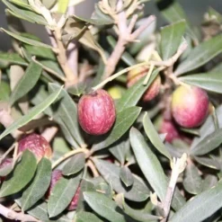 Olijf Als Struik (Olea Europaea) -Tuin Vormen Verkoopwinkel olea europaea 2 1
