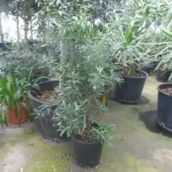 Olijf Als Struik (Olea Europaea) -Tuin Vormen Verkoopwinkel olea europaea struikvorm 80 100 c20