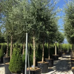 Olijfboom (Olea Europaea ) -Tuin Vormen Verkoopwinkel olea europea 25 30