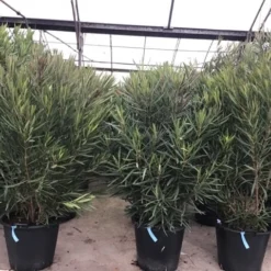 Smalbladige Oleander (Nerium Oleander 'Papa Gambetta') -Tuin Vormen Verkoopwinkel oleanderpapagambetta 1