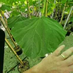 Anna Paulownaboom (Paulownia Fortunei 'Fast Blue') -Tuin Vormen Verkoopwinkel paulownia fortunei fast blue 3 1