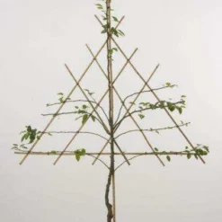 Lei-Peer (Pyrus Communis 'Doyenne Du Comice') 7 Lei-Peer (Pyrus Communis 'Doyenne Du Comice') -Tuin Vormen Verkoopwinkel peer leirek 2 4