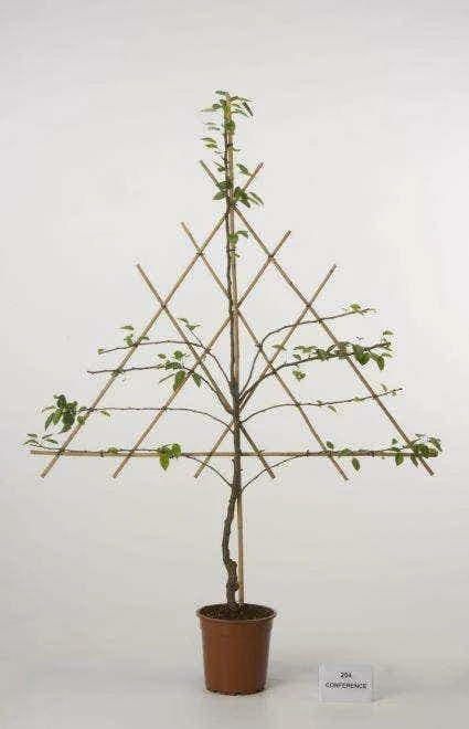 Lei-Peer (Pyrus Communis 'Doyenne Du Comice') 5 Lei-Peer (Pyrus Communis 'Doyenne Du Comice') - Afbeelding 3