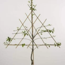 Lei-Peer (Pyrus Communis 'Zoete Brederode') -Tuin Vormen Verkoopwinkel peer leirek 2 9