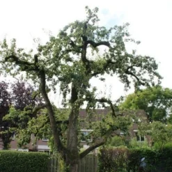 Wilde Perenboom (Pyrus Communis) -Tuin Vormen Verkoopwinkel perenboom
