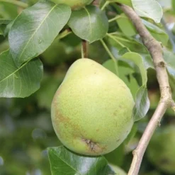 Wilde Perenboom (Pyrus Communis) -Tuin Vormen Verkoopwinkel perenboom 1