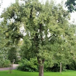 Wilde Perenboom (Pyrus Communis) -Tuin Vormen Verkoopwinkel perenboom 2