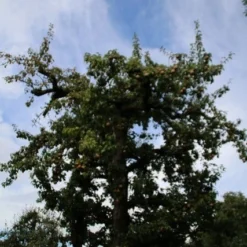 Wilde Perenboom (Pyrus Communis) -Tuin Vormen Verkoopwinkel perenboom 4