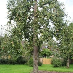 Wilde Perenboom (Pyrus Communis) -Tuin Vormen Verkoopwinkel perenboom 6