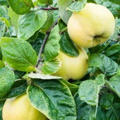 Kweepeer (Cydonia Oblonga 'Vranja')