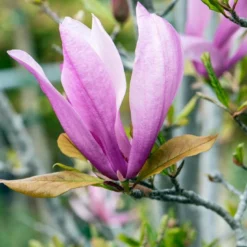 Meerstammige Beverboom (Magnolia 'Susan') -Tuin Vormen Verkoopwinkel phbe06930