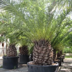 Canarische Dadelpalm (Phoenix Canariensis) -Tuin Vormen Verkoopwinkel phoenix canariensi