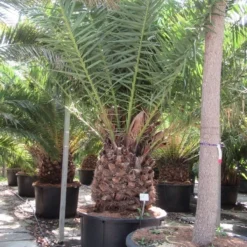 Canarische Dadelpalm (Phoenix Canariensis) -Tuin Vormen Verkoopwinkel phoenix canariensi 2