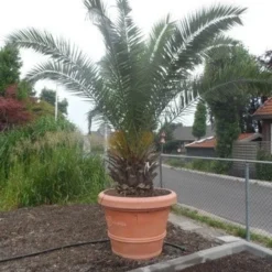 Canarische Dadelpalm (Phoenix Canariensis) -Tuin Vormen Verkoopwinkel phoenix canariensis 250 300 c500 solitair