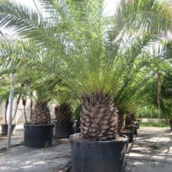 Canarische Dadelpalm (Phoenix Canariensis) -Tuin Vormen Verkoopwinkel phoenix canariensis 2