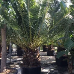 Canarische Dadelpalm (Phoenix Canariensis) -Tuin Vormen Verkoopwinkel phoenix canariensis 350400cm