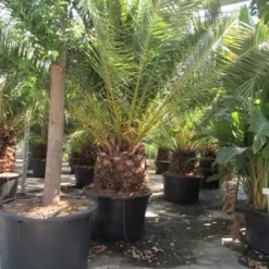 Canarische Dadelpalm (Phoenix Canariensis) -Tuin Vormen Verkoopwinkel phoenix canariensis 3