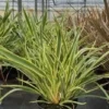 Nieuw-Zeelands Vlas (Phormium 'Duet') -Tuin Vormen Verkoopwinkel phormium