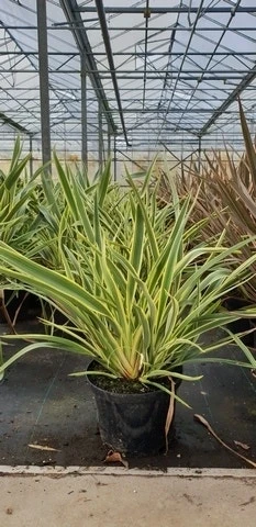 Nieuw-Zeelands Vlas (Phormium 'Duet') 3 Nieuw-Zeelands Vlas (Phormium 'Duet')