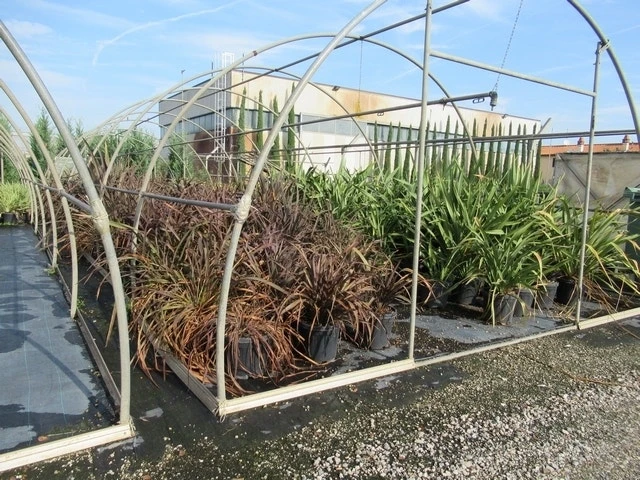 Nieuw Zeelands Vlas (Phormium Tenax 'Purpureum') 7 Nieuw Zeelands Vlas (Phormium Tenax 'Purpureum') - Afbeelding 5