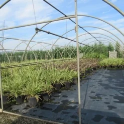 Nieuw Zeelands Vlas (Phormium Tenax) -Tuin Vormen Verkoopwinkel phormium 2