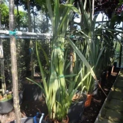 Nieuw Zeelands Vlas (Phormium Tenax) -Tuin Vormen Verkoopwinkel phormium tenax 150 175 c25