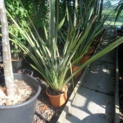 Nieuw Zeelands Vlas (Phormium Tenax) -Tuin Vormen Verkoopwinkel phormium tenax c7