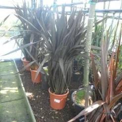 Nieuw Zeelands Vlas (Phormium Tenax 'Purpureum') 13 Nieuw Zeelands Vlas (Phormium Tenax 'Purpureum') -Tuin Vormen Verkoopwinkel phormium tenax purpureum 100 125 c25