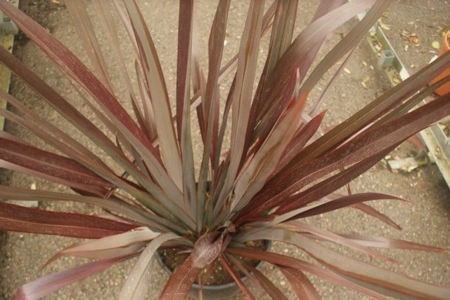 Nieuw Zeelands Vlas (Phormium Tenax 'Purpureum') 5 Nieuw Zeelands Vlas (Phormium Tenax 'Purpureum') - Afbeelding 3