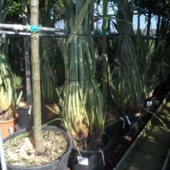 Nieuw Zeelands Vlas (Phormium Tenax 'Variegatum') -Tuin Vormen Verkoopwinkel phormium tenax variegatum 125 150 175 c50 70