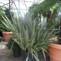 Nieuw Zeelands Vlas (Phormium Tenax 'Variegatum') -Tuin Vormen Verkoopwinkel phormium tenax variegatum 150 200 c240