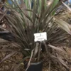 Nieuw Zeelands Vlas (Phormium Colensoi 'Platt's Black') -Tuin Vormen Verkoopwinkel phorniumcolensoiplatt01