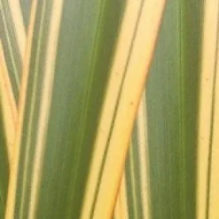 Nieuw Zeelands Vlas (Phormium Tenax 'Golden Ray') -Tuin Vormen Verkoopwinkel phorniumtenaxgr01 2
