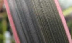 Nieuw Zeelands Vlas (Phormium Tenax 'Pink Stripe') -Tuin Vormen Verkoopwinkel phorniumtenaxps01 2