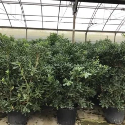 Australische Laurier (Pittosporum Tobira) -Tuin Vormen Verkoopwinkel pittosporum