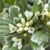 Australische Laurier (Pittosporum Tobira 'Variegatum') -Tuin Vormen Verkoopwinkel pittosporum tobira variegatum