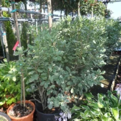 Australische Laurier (Pittosporum Tobira 'Variegatum') -Tuin Vormen Verkoopwinkel pittosporum tobira variegatum 100 125 c35 50