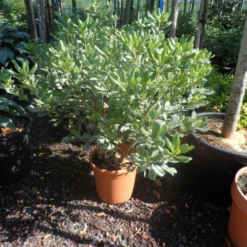 Australische Laurier (Pittosporum Tobira 'Variegatum') -Tuin Vormen Verkoopwinkel pittosporum tobira variegatum c10