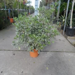 Australische Laurier (Pittosporum Tobira 'Variegatum') -Tuin Vormen Verkoopwinkel pittosporum tobira variegatum c10