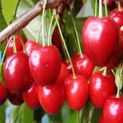 Kersenboom (Prunus Avium 'Hedelfinger Riesenkirsche') -Tuin Vormen Verkoopwinkel prahries 3
