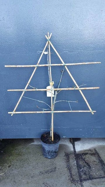 Lei-Pruim (Prunus Domestica 'The Czar') 4 Lei-Pruim (Prunus Domestica 'The Czar') - Image 2