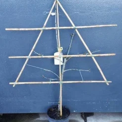 Lei-Pruim (Prunus Domestica 'Hauszwetsche') 7 Lei-Pruim (Prunus Domestica 'Hauszwetsche') -Tuin Vormen Verkoopwinkel pruim lei 1 5