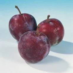 Pruimenboom (Prunus Domestica 'Opal') 8 Pruimenboom (Prunus Domestica 'Opal') -Tuin Vormen Verkoopwinkel pruim opal