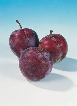 Pruimenboom (Prunus Domestica 'Opal') 5 Pruimenboom (Prunus Domestica 'Opal') - Afbeelding 3